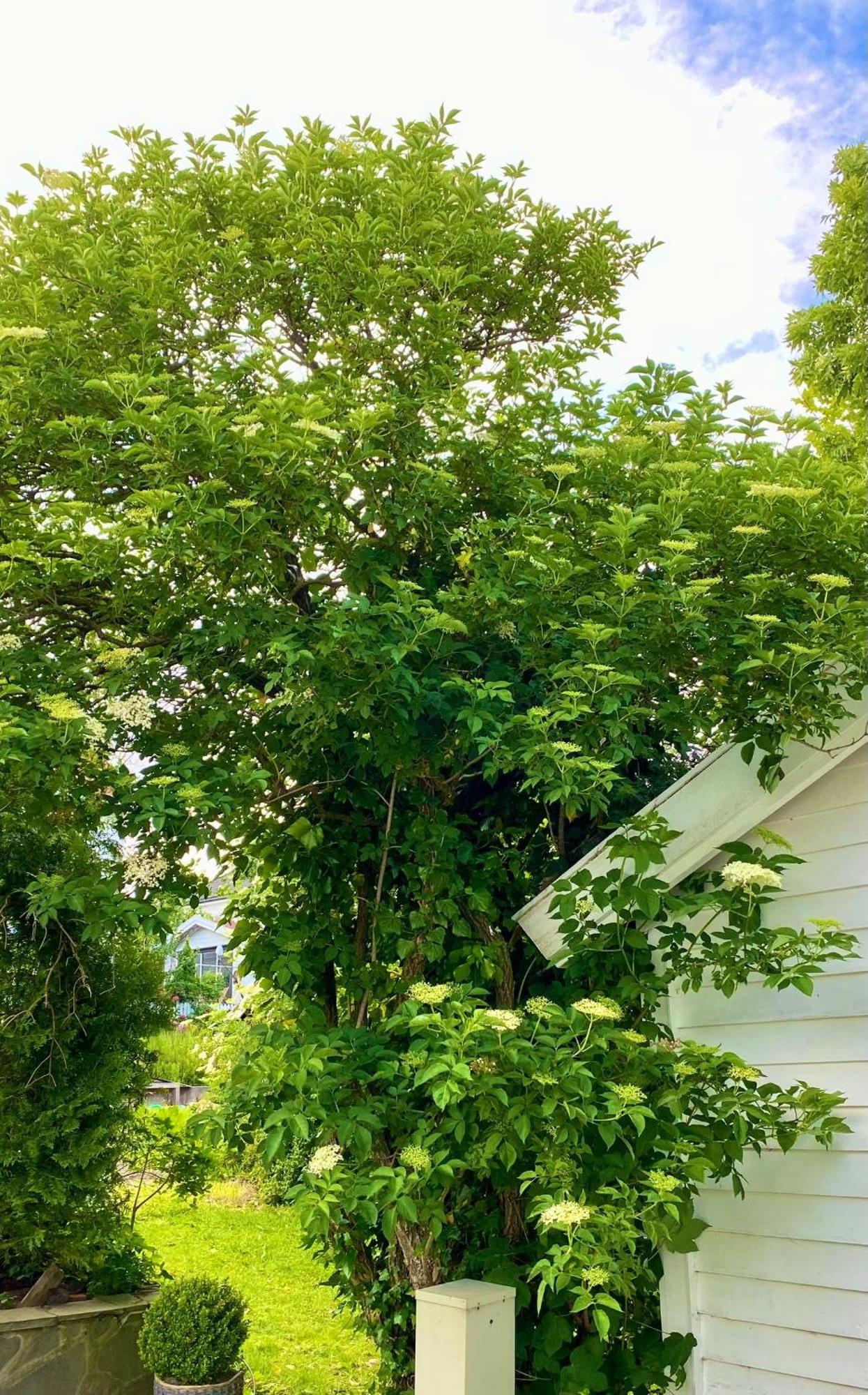 Down Town Apartment With Outside Area In Villa Kristiansand Exteriör bild
